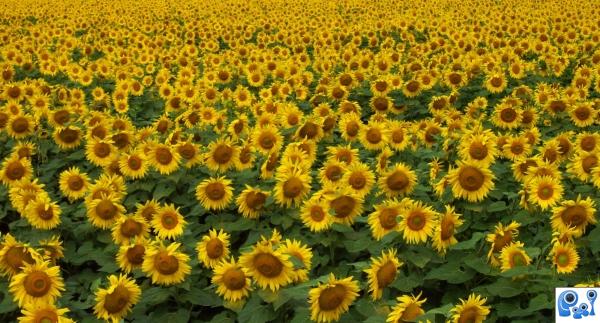 Field of Sunshine